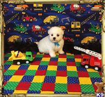 maltese puppy posted by Rhonda Wallace
